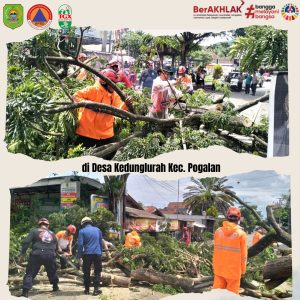 Sabtu, 3 Februari 2024. Penanganan Pohon Roboh Jenis Trembesi di Ds. Kedunglurah Kec. Pogalan