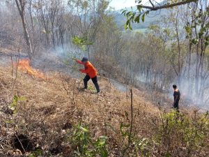 Selasa, 17 September 2024 pukul . 12.30 WIB terjadi Kebakaran Hutan dan Lahan di milik masyarakat yang menjalar ke lahan Perhutani (Petak 114A luas baku 42,3 Ha tanaman jenis, Sengon buto, Akasia, kelas Hutan TJKL, RPH Gandusari BKPH Karangan KPH Kediri