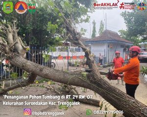 Senin, 11 November 2024 Pukul 13.00 WIB. BPBD Kabupaten Trenggalek Melakukan Penanganan Pohon Tumbang di Area depan Terminal Bus Surodakan