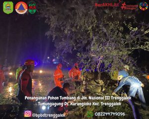 Senin, 11 November 2024 Pukul 16.30 WIB. BPBD Kabupaten Trenggalek Melakukan Penanganan Pohon Tumbang di depan Kantor BASARNAS