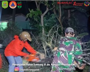Selasa 12 Nopember 2024. BPBD Kabupaten Trenggalek. Melakukan Pemotongan dan Pembersihan pohon yang tumbang