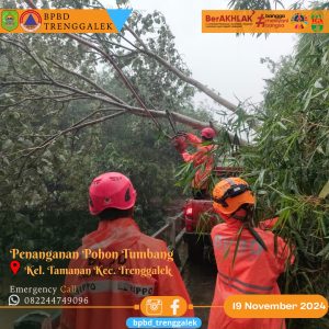 Selasa 19 Nopember 2024. BPBD Kabupaten Trenggalek Melakukan Penanganan POhon Tumbang di wilayah Kec. Trenggalek