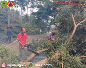 Minggu, 24 November 2024 BPBD Trenggalek bersama tim gabungan TNI, Polri, Perhutani, Damkar, Pramuka dan masyarakat telah melaksanakan kegiatan perampingan pohon di sepanjang Jalan Raya Panggul-Dongko, tepatnya di Desa Ngrencak Kecamatan Panggul