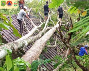 Kamis, 28 November 2024 pukul 06.00 WIB terjadi pohon tumbang yang menimpa atap dapur rumah Bapak Jasmani RT. 12 RW. 03 Dsn. Salam Ds. Nglebo Kec. Suruh