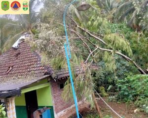 Kamis, tanggal 28 november 2024. Terjadi Pohon Tumbang di Ds Pringapus Kec Dongko