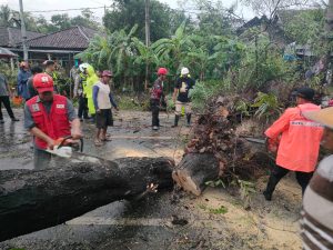 Selasa, 19 November 2024. BPBD Kabupaten Trenggalek Melakukan Penanganan Pohon Tumbang di Jalan Nasional Trenggalek-Ponorogo, di Desa Jambu, Kecamatan Tugu