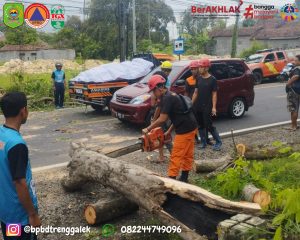 Jumat, 5 Desember 2024. BPBD Kabupaten Trenggalek Melakukan Penanganan Pohon Tumbang di Jalan Nasional Karangsuko – Trenggalek Kec. Trenggalek