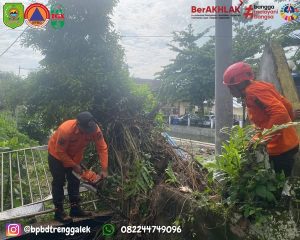 Kamis, 5 November 2024 BPBD Kab. Trenggalek melaksanakan penanganan pohon tumbang di Gedung Balai Benih Ikan (BBI) Trenggalek