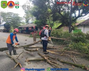 Selasa, 10 November 2024. BPBD Kabupaten Trenggalek Melakukan MITIGASI Pohon Tumbang